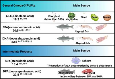 Frontiers The function of omega 3 polyunsaturated fatty acids in